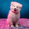 Funny Samoyed Laika puppy in color highlight