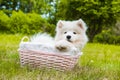 Funny Samoyed puppy dog in the basket