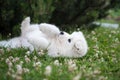 Funny Samoyed puppy dog top view in the garden