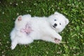 Funny Samoyed puppy dog top view in the garden