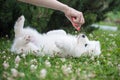 Funny Samoyed puppy dog top view in the garden