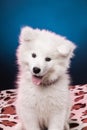 Funny samoyed puppy sitting on blanket in colored lighting with his tongue out