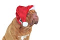 Funny Santa Dog