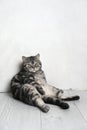 A funny satisfied cat sits on the floor and looks in disbelief. Royalty Free Stock Photo