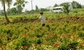 A funny scarecrow in a rose garden.