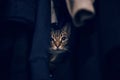 Funny scared tabby pet cat hiding in clothes at closet. Cute adorable surprised fluffy hairy striped domestic animal with green