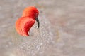 Funny scarlet Ibis red orange bird with long beak defiantly looks behind his shoulder Royalty Free Stock Photo