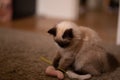Funny scene with a Birman cat playing with toys Royalty Free Stock Photo