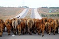 Funny scene herd of cows walk forward in horizontal row, behind view only croup or rump Royalty Free Stock Photo