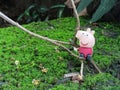 FUNNY SCENE PIG TOY STANDING ON LAWN Royalty Free Stock Photo