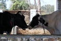 Funny scene of two cows kissing each other Royalty Free Stock Photo