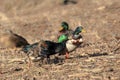 Funny scene of two duck males competing for a duck-lady which is already decided... Royalty Free Stock Photo