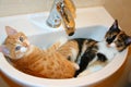 Funny scene - two kittens sleep in a washbasin. It is humorous photo with comedy concept.