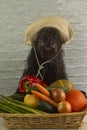 Funny schnauzer with a basket of vegetables. In a basket there are courgettes, carrots, pumpkins, peppers, onions and asparagus