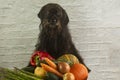 Funny schnauzer with a basket of vegetables. In a basket there are courgettes, carrots, pumpkins, peppers, onions and asparagus