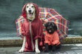 Funny Schnauzer and big yellow dog in raincoats under un umbrella in the rain