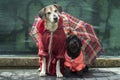 Funny Schnauzer and big yellow dog in raincoats under un umbrella in the rain