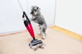 Funny schnauzer dog using a vacuum cleaner, ball of wool hair of pet coat on the carpet, floor. Shedding of pet hair, cleaning