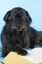 funny schnauzer with glasses reads a big thick book Royalty Free Stock Photo