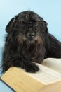 funny schnauzer with glasses reads a big thick book Royalty Free Stock Photo