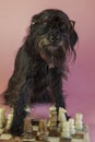 funny Schnauzer playing chess on a pink background