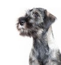 Funny schnauzer puppy