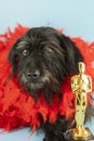 funny schnauzer in red boa with Oscar figurine