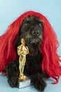 funny schnauzer in red wig with Oscar figurine