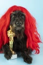 funny schnauzer in red wig with Oscar figurine
