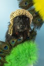 funny schnauzer with two fans with ostrich feathers on a blue background Royalty Free Stock Photo
