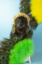 funny schnauzer with two fans with ostrich feathers on a blue background Royalty Free Stock Photo