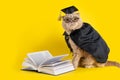 Funny scientist cat wearing glasses and sitting near an open book. Concept of school, study, distant education, online courses, Royalty Free Stock Photo