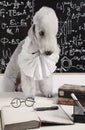 Funny scientist dog breed Bedlington Terrier