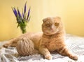 Funny scottish fold cat with a ball of threads Royalty Free Stock Photo