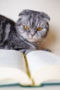 A funny scottish fold cat sits next to an open book. Royalty Free Stock Photo