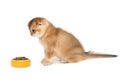 Funny Scottish fold kitten looks at a bowl of food