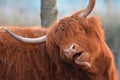 Funny Scottish Highland Cattle cow with brown long and scraggy fur and big horns sticking tongue out