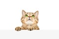 Funny Scottish Straight cat, peeking from behind a banner Royalty Free Stock Photo