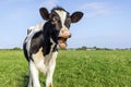 Funny screaming cow, showing gums, teeth and tongue Royalty Free Stock Photo