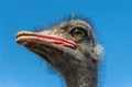 Funny screaming noisy African ostrich Royalty Free Stock Photo