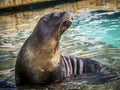 Funny sea lion acting for the public