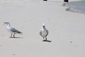 Funny seagull with open beak squawking with another seagull