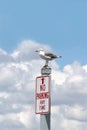 Funny Seagull Stands Atop a No Parking Sign Royalty Free Stock Photo