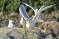 Funny seagulls
