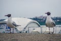 Funny seagulls on the embankment of Irkutsk, Siberia