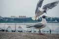 Funny seagulls on the embankment of Irkutsk, Siberia