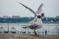 Funny seagulls on the embankment of Irkutsk, Siberia