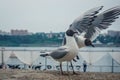Funny seagulls on the embankment of Irkutsk, Siberia