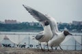 Funny seagulls on the embankment of Irkutsk, Siberia