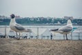 Funny seagulls on the embankment of Irkutsk, Siberia